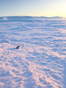 Ellesmere Island März