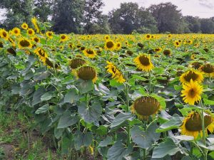 Warum häufiger Regen im Hochsommer positiv ist - Sonnenblumenfeld in Brandenburg.