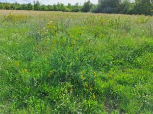 Warum häufiger Regen im Hochsommer positiv ist - saftig grüne Natur
